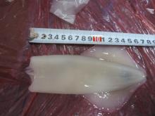 squid tube with ear