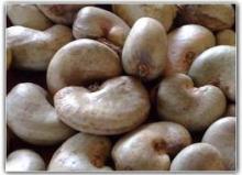 RAW CASHEW NUTS IN SHELL