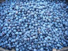 Frozen blueberry