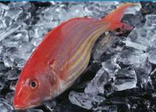 golden thread fish