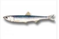 anchovy