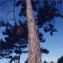 Larix Gmelini Extract