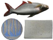 FROZEN BASA SURIMI-PANGASIUS SURIMI