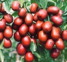 Jujube extract