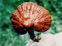 Ganoderma extract