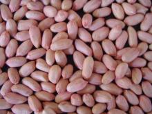 Peanut Kernels
