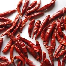  Tianying   Chili  America market