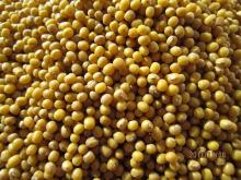 Yellow mung beans(Crop 2011)