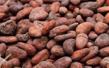 cocoa