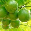 Grosvenor Momordica Fruit Extract