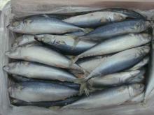 mackerel Sea Fish