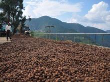 Farmer Directly Sales Top Quality Walnuts
