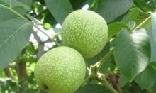 Walnuts in Shell