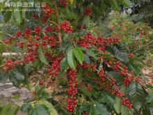 Yunnan Coffea arabica