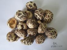 White Flowr shiitake Mushroom