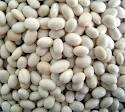 High quality white Navy Beans