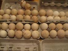 Fertilized turkey eggs.