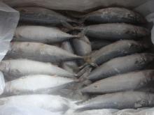 frozen mackerel loaded 2012 4.10