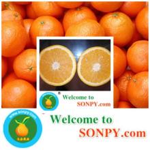 navel orange,mandarin orange,citrus fruits,orange