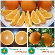 navel orange from china,citrus fruits