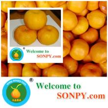 fresh orange,pummelo,grape fruits