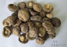 Tea Flower Shiitake Mushroom