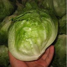  Fresh   Iceberg   Lettuce 