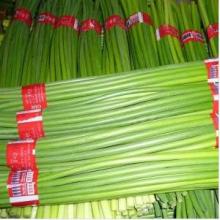  Fresh   Garlic   Sprout 