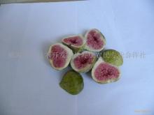 Jueyuan FD fig