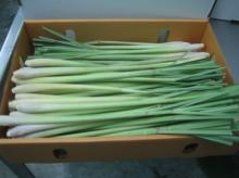 Lemon grass