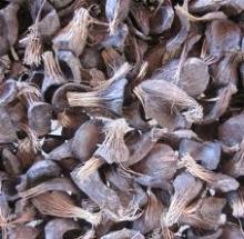 palm kernel shells