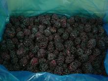  Quick   Frozen   Blackberry 