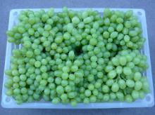Fresh Grape