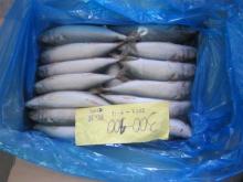 frozen mackerel loaded2012.4.16