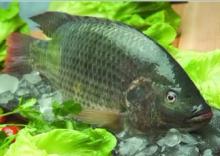 tilapia