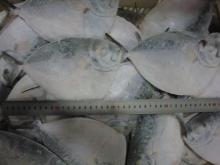 Frozen   moonfish  W.R