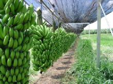  Fresh   Cavendish   Banana s