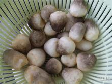 Canned straw mushroom