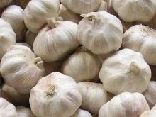 Garlic Extract