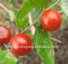 Spin  Date   Seed   Extract 