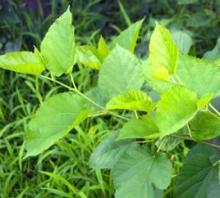 Sodium copper chlorophyllin