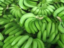 cavendish banana