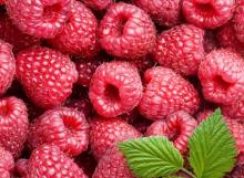  IQF   Frozen   Raspberry 