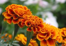 Lutein