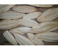 CUTTLEFISH BONE