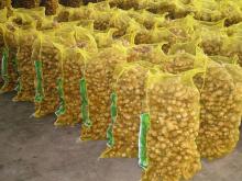 Shandong Fresh Ginger