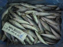 FROZEN MACKEREL LOADING 2012.4.20
