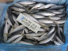 scomber japonicus