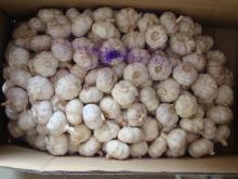 Normal white Garlic 10kg/bag