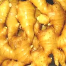  2011   New   Crop  fresh big Ginger